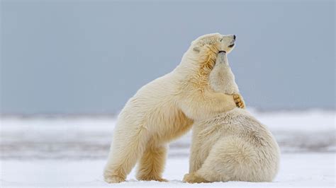 Two Polar Bears Alaska – Bing Wallpaper Download