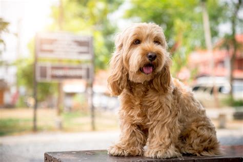 Cockapoo Colors: How Many Adorable Variations Are There?