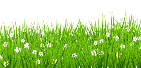 grass with flower background