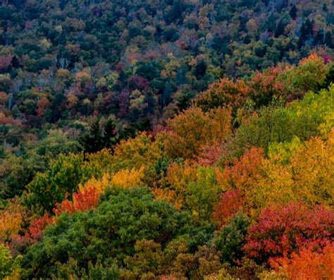 the trees are changing colors in the forest