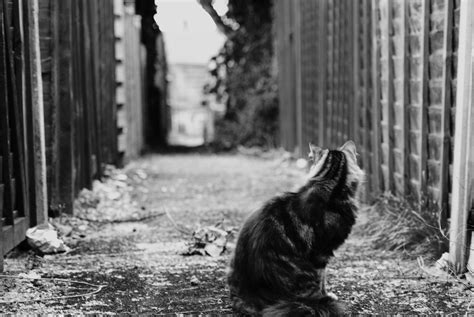 Alley Cat | This is one of my favourite shots, I love the co… | Flickr