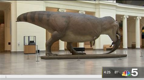 Life-Like Sue the T-Rex Model on Display at Field Museum – NBC Chicago