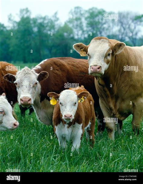 COW, BULL AND CALF / MISSOURI Stock Photo - Alamy