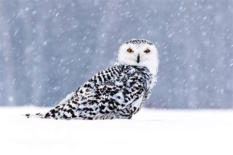 White Owl In Snow 5k, HD Birds, 4k Wallpapers, Images, Backgrounds ...