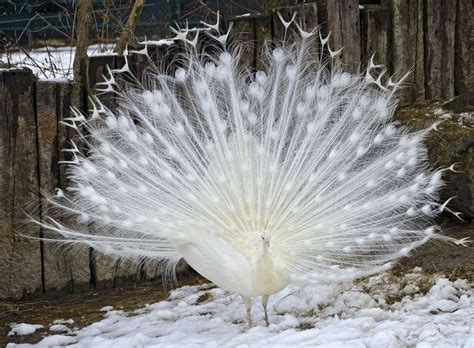 15 Birds With Spectacularly Fancy Tail Feathers | Beautiful birds, Tail feathers, Birds