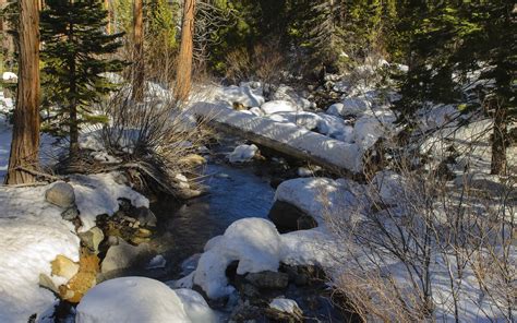 forest, Creek, Nature, Snow, Winter, Trees