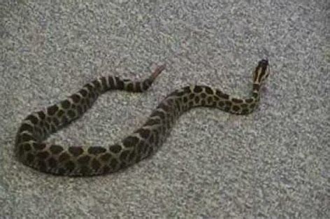 Massasauga Rattlesnake Facts and Pictures