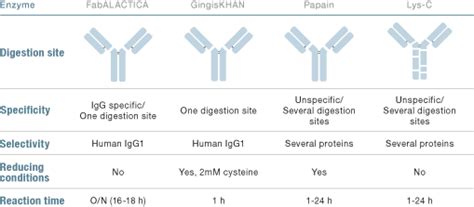 Genovis » Generating Fab and Fc Antibody Fragments