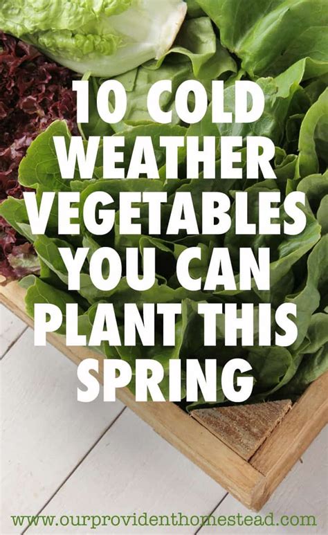 Are you ready to start your spring garden early? Click here to see 10 cold weather vegetables ...