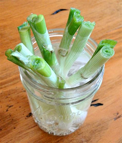 Growing Green Onions in Water Indoors! {Easy Trick} - The Frugal Girls