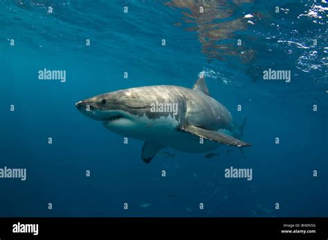 Grand requin blanc Banque de photographies et d’images à haute résolution - Alamy