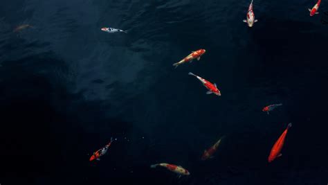 water fish koi and pond 4k HD Wallpaper