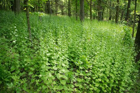 Foraging: Garlic Mustard | Bucks County Foodshed Alliance