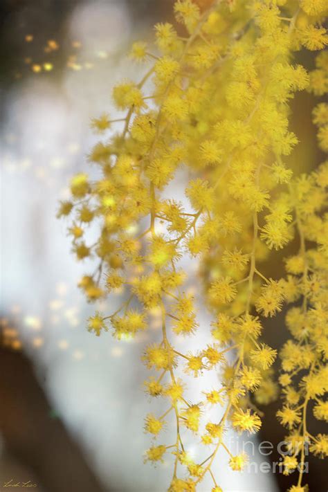 Cootamundra Wattle Photograph by Linda Lees - Fine Art America