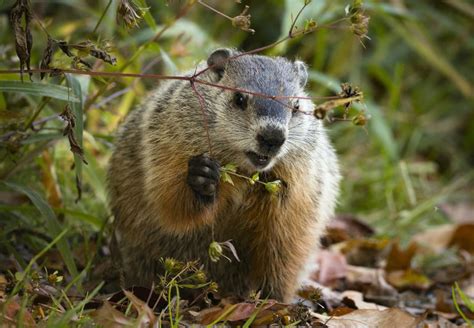 8 Fun Facts About Groundhogs