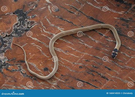 Baby Brown Snake on Wood stock image. Image of neck - 160414555