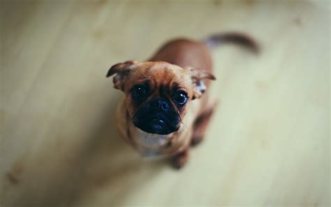 curious, Dog Wallpapers HD / Desktop and Mobile Backgrounds