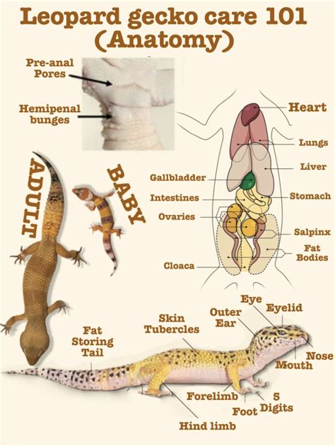 Leopard gecko 101 (anatomy) | Leopard gecko, Leopard gecko care, Leopard gecko terrarium