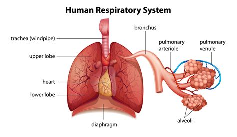 Your Respiratory System — What It Is, and How It Works - AlphaNet