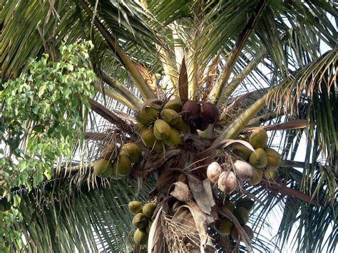 Free Coconut Tree Stock Photo - FreeImages.com