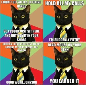 Business Cat: A Meme Is Born | Broadsheet.ie