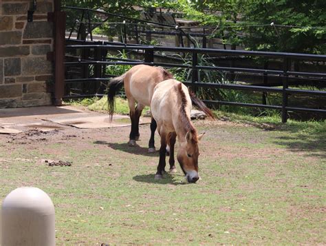 National Zoo - Przewalski’s Horses - ZooChat