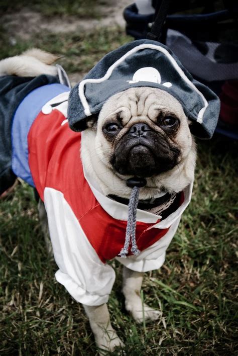 Their dramatic stares are museum worthy: | Pugs in costume, Pugs, Costume contest