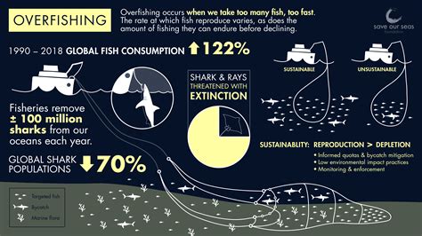 How does overfishing affect sharks and rays? - Save Our Seas Foundation