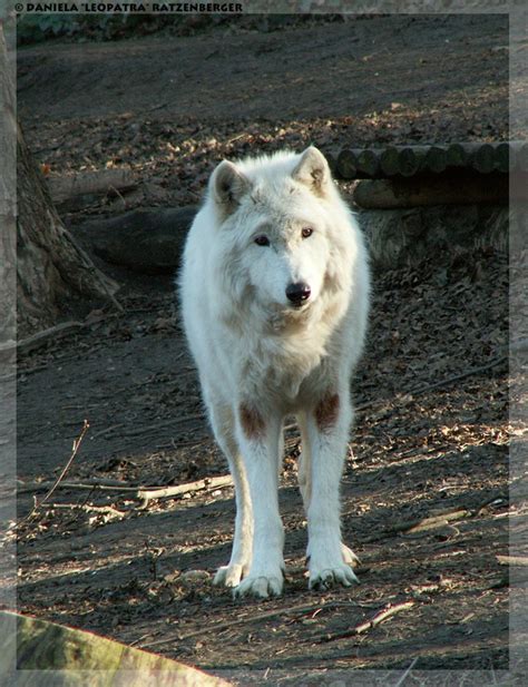 Mackenzie Valley Wolf by leopatra-lionfur on DeviantArt