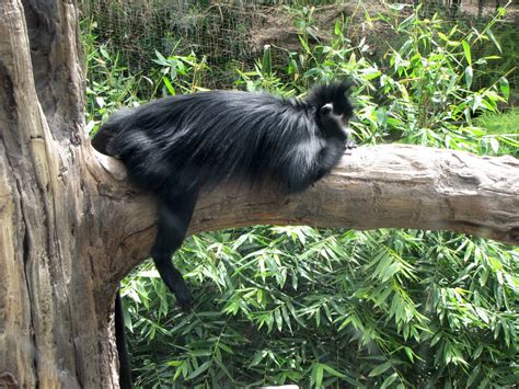 Francois' Langur - ZooChat