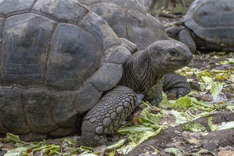 Giant tortoises, Prison Island, Tanzania