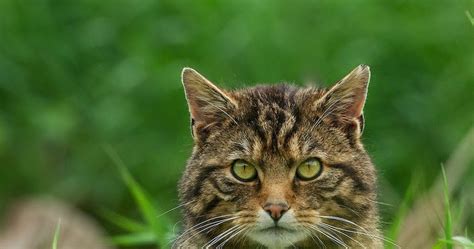 British Wildlife Centre ~ Keeper's Blog: Wildcat Haven