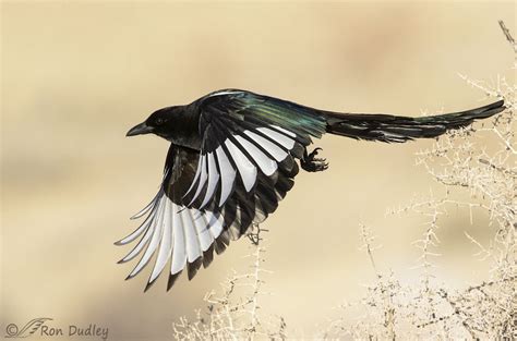 Black-billed Magpie – A Short Flight Series – Feathered Photography