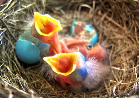 Baby Birds Hatching | Smithsonian Photo Contest | Smithsonian Magazine