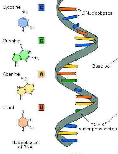 RNA: Structure, Functions, and Types - The Science Notes