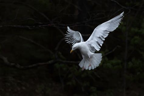 Herring Gull | Audubon Field Guide