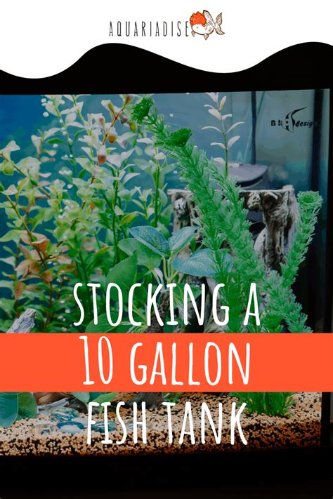 Stocking A 10 Gallon Fish Tank: The Basic How-to Guide