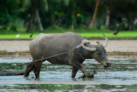 The Carabao: From the Beast of Burden in Fields to the Beauteous Beast ...