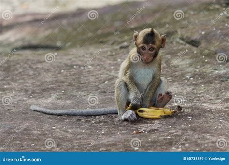 Portrait Of Cute Baby Monkey Eating Banana Stock Photo - Image: 60733329