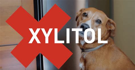 FDA Center for Veterinary Medicine warning about Xylitol toxicity in dogs