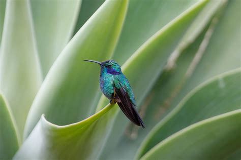 Andrew's Blog: Birds & Music: COSTA RICA VI: Hummingbirds