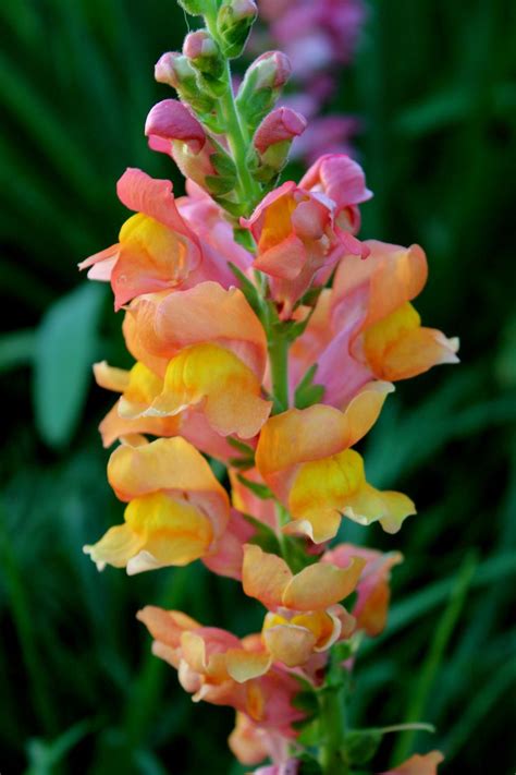 Snapdragon | Snapdragon flowers, Pansies flowers, Beautiful flowers