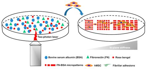 Multiphoton Fabrication of Fibronectin-Functionalized Protein ...