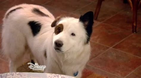 Dog with a Blog - S 2 E 4 - Stan Makes His Mark - video Dailymotion