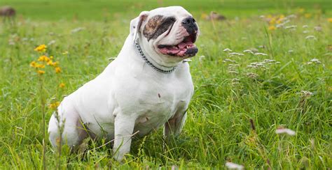 Bulldog Breed Guide (Lifespan, Size & Characteristics)