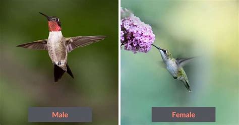 4 Exciting Hummingbirds In Missouri To Look Our For In 2024