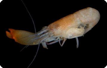 Snapping Shrimp | Science and the Sea