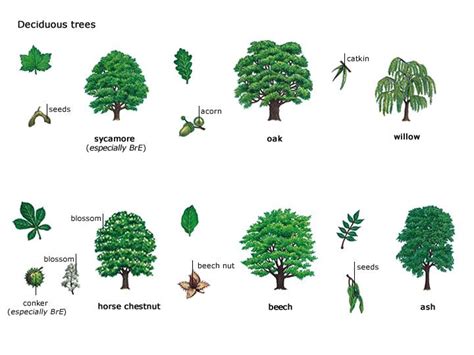 Learn English is fun! | Tree identification, Deciduous trees, Trees to ...