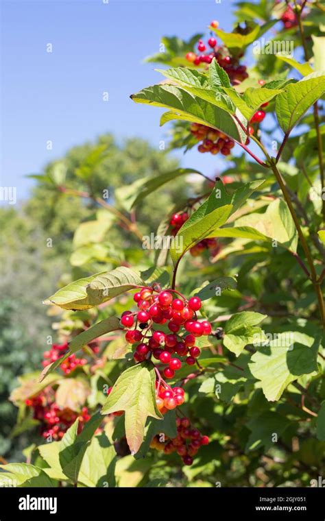 Viburnum trilobum 'JN Select' shrub with red berries Stock Photo - Alamy