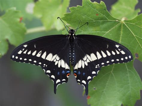 Black Swallowtail - Alabama Butterfly Atlas